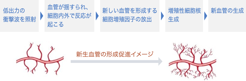 新生血管の形成促進イメージ