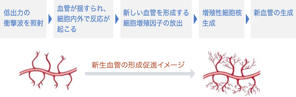 新生血管の形成促進イメージ